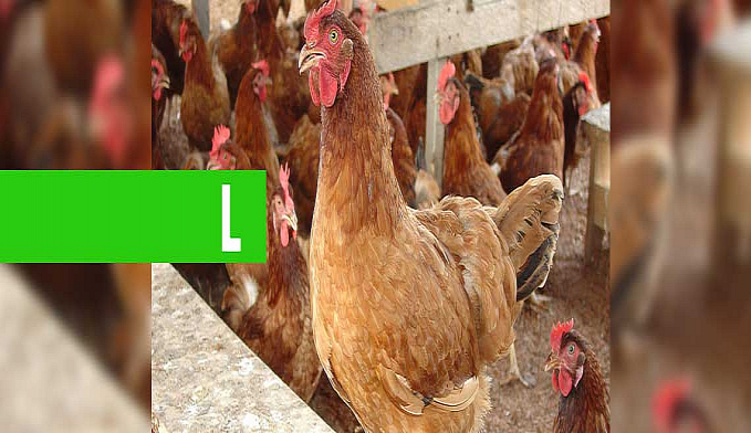 FAMÍLIAS RIBEIRINHAS RECEBEM CAPACITAÇÃO EM AVICULTURA - News Rondônia