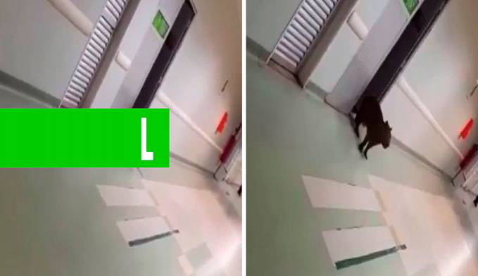 CAPIVARA INVADE HOSPITAL DE BASE E É FILMADA PELAS PESSOAS - News Rondônia