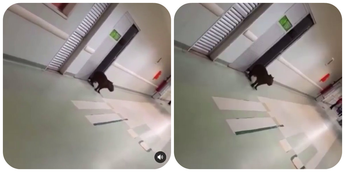CAPIVARA INVADE HOSPITAL DE BASE E É FILMADA PELAS PESSOAS - News Rondônia