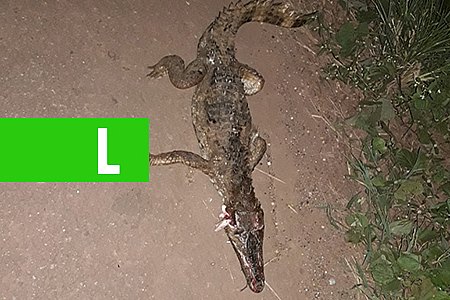 JACARÉ É ENCONTRADO MORTO NAS PROXIMIDADES DO BAIRRO NOVO NA CAPITAL - VEJA VÍDEO - News Rondônia
