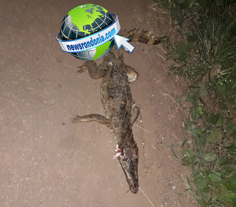 JACARÉ É ENCONTRADO MORTO NAS PROXIMIDADES DO BAIRRO NOVO NA CAPITAL - VEJA VÍDEO - News Rondônia