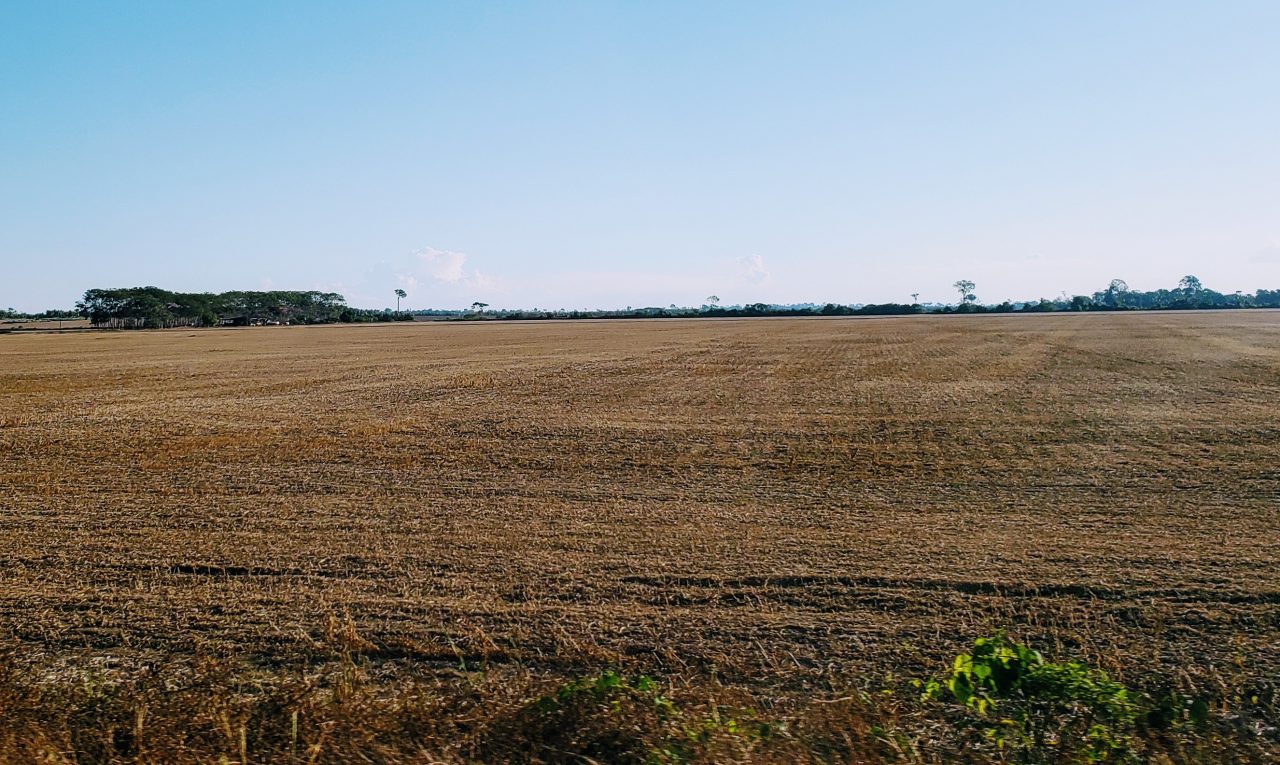 ATÉ 15 DE SETEMBRO FICA PROIBIDO O PLANTIO E CULTIVO DE SOJA EM RONDÔNIA, PERÍODO CONHECIDO COMO VAZIO SANITÁRIO - News Rondônia