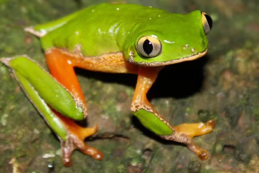 Perereca extinta é redescoberta na Mata Atlântica após 50 anos - News Rondônia