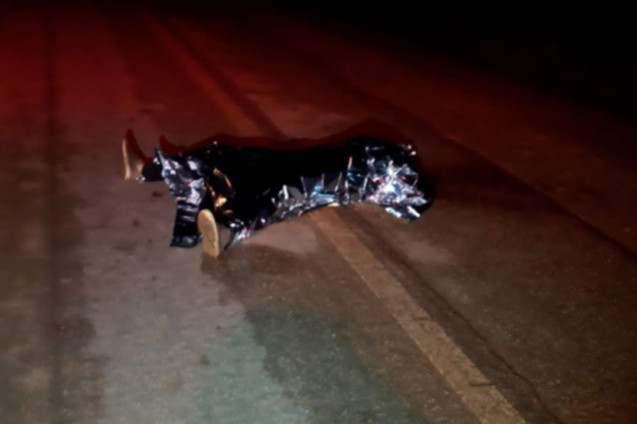 Homem é encontrado morto atropelado na BR-319 em Porto Velho - News Rondônia