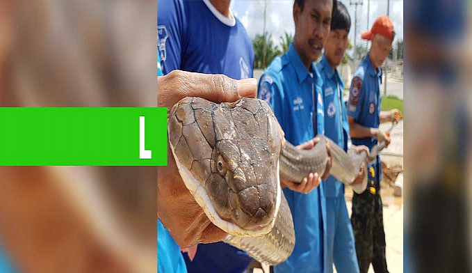 COBRA-REI DE QUATRO METROS É CAPTURADA EM ESGOTO DA TAILÂNDIA - News Rondônia