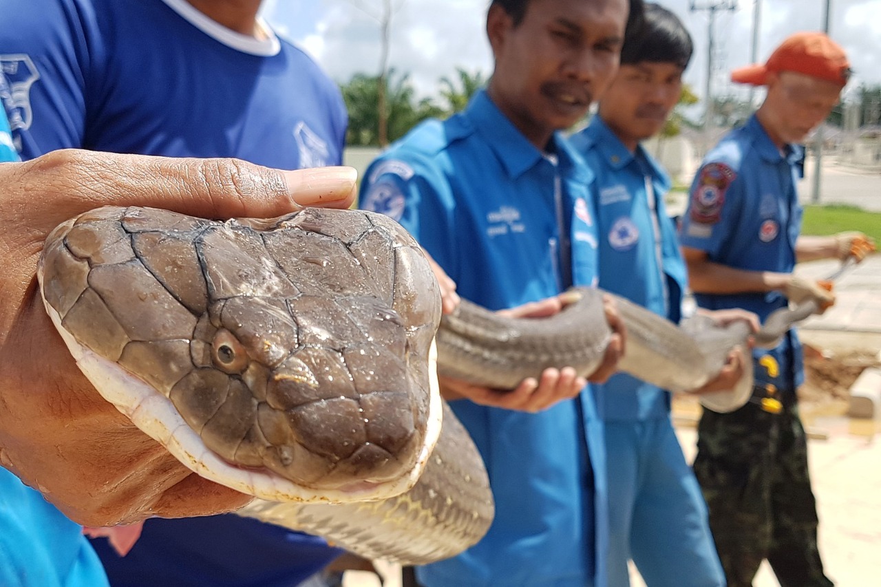 COBRA-REI DE QUATRO METROS É CAPTURADA EM ESGOTO DA TAILÂNDIA - News Rondônia
