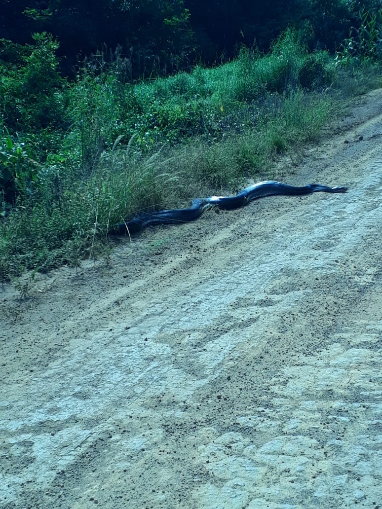 (VÍDEO) SUCURI GIGANTE É FLAGRADA EM ESTRADA DE FAZENDA EM LUCAS DO RIO VERDE - News Rondônia
