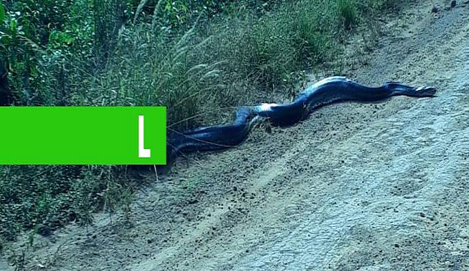 (VÍDEO) SUCURI GIGANTE É FLAGRADA EM ESTRADA DE FAZENDA EM LUCAS DO RIO VERDE - News Rondônia
