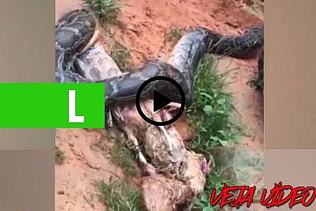 VEJA VÍDEO: PÍTON REGURGITANDO CINCO GALINHAS PARA FUGIR DE ATAQUE - News Rondônia