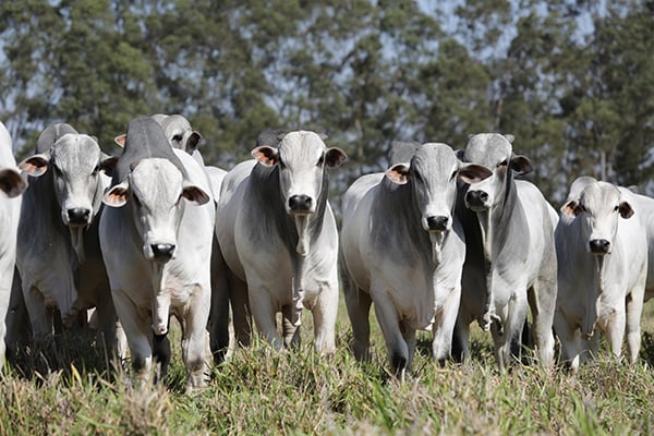 ABATE TÉCNICO PROVA POTENCIAL DO GADO NELORE SELECIONADO A PASTO - News Rondônia
