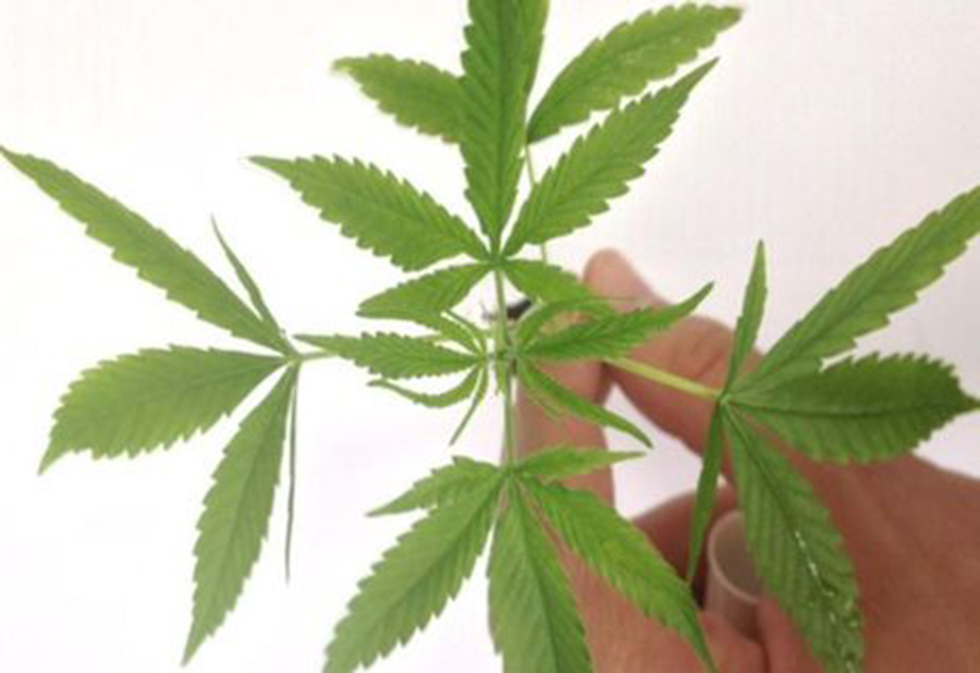 SENADO AVANÇA EM PROPOSTA QUE LIBERA USO MEDICINAL DA MACONHA - News Rondônia