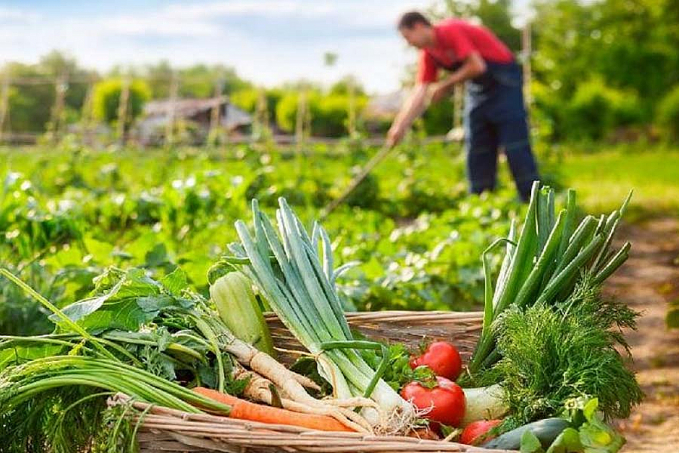 Projeto Comida Boa te convida para conversa sobre produção sustentável de alimentos - News Rondônia