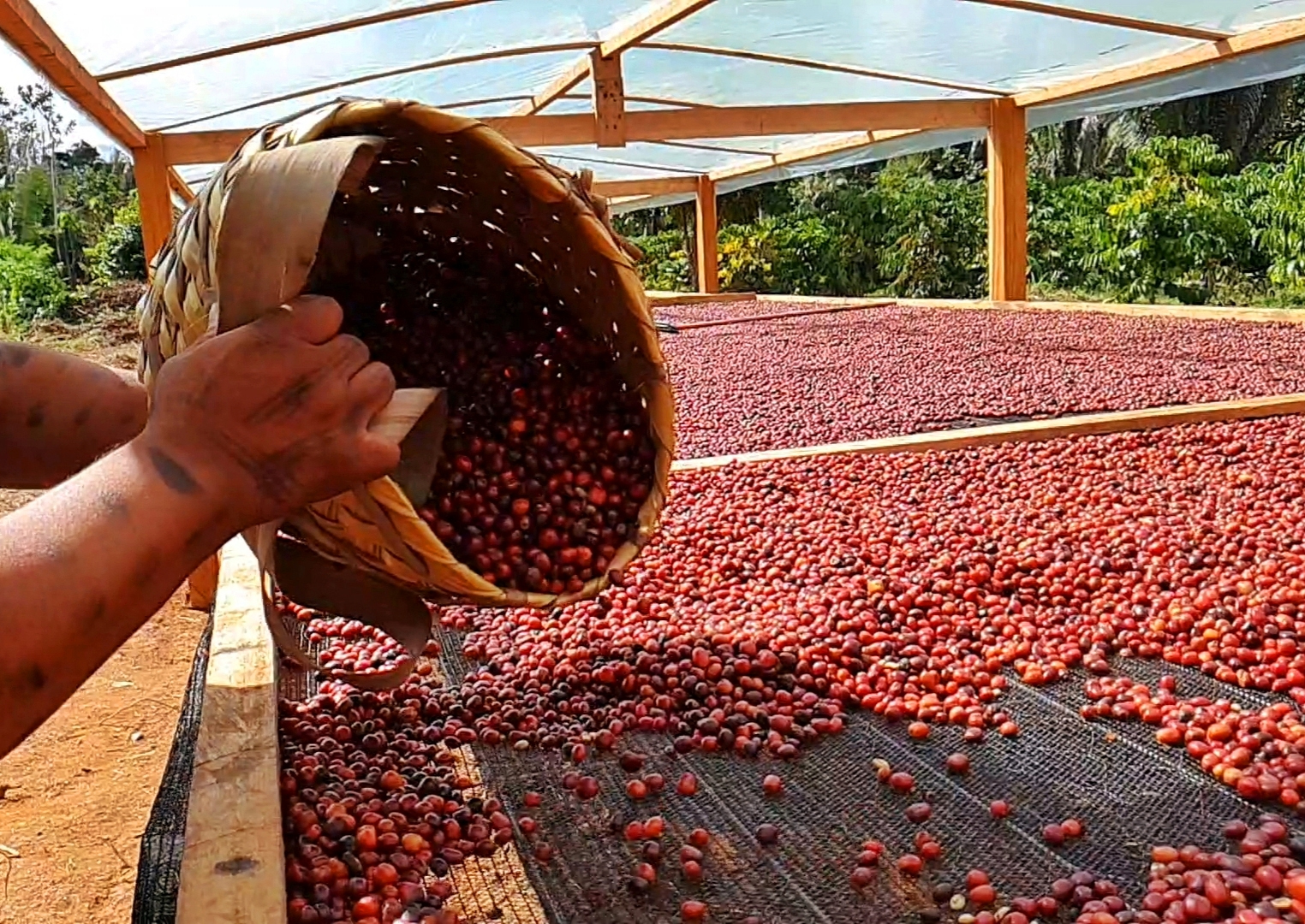 ADOÇÃO DE TECNOLOGIAS SUSTENTÁVEIS TRANSFORMAM INDÍGENAS EM PRODUTORES DE CAFÉS ESPECIAIS NA AMAZÔNIA - News Rondônia