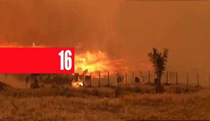 DESESPERO: Vídeo mostra animais tentando escapar de fogo em Rondônia - News Rondônia