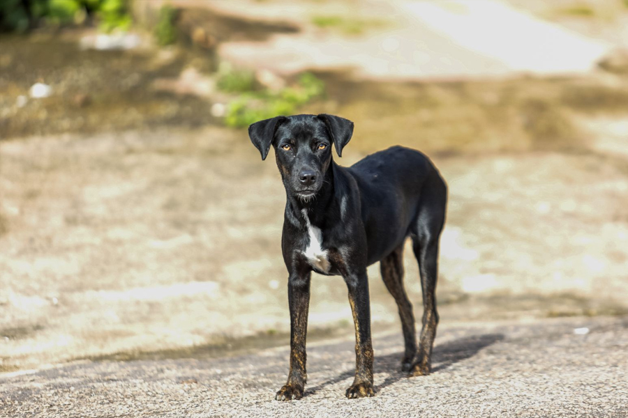 MELHOR AMIGO - Campanha de vacinação antirrábica imuniza mais de 800 animais em Porto Velho - News Rondônia
