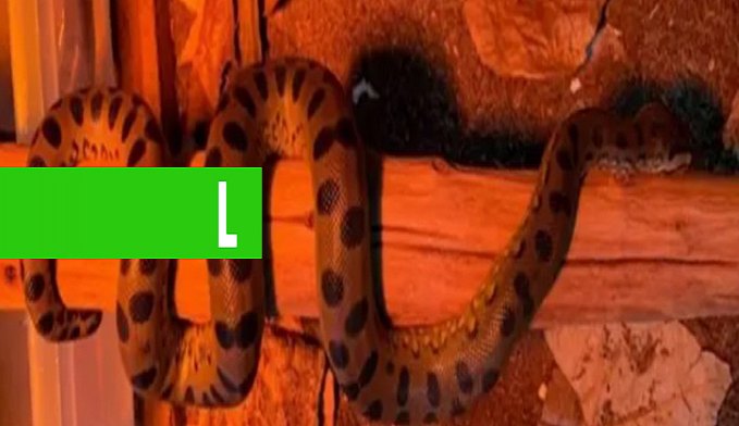 COBRA SUCURI ENGRAVIDA DE SI MESMA E DÁ À LUZ FILHOTES SAUDÁVEIS - News Rondônia