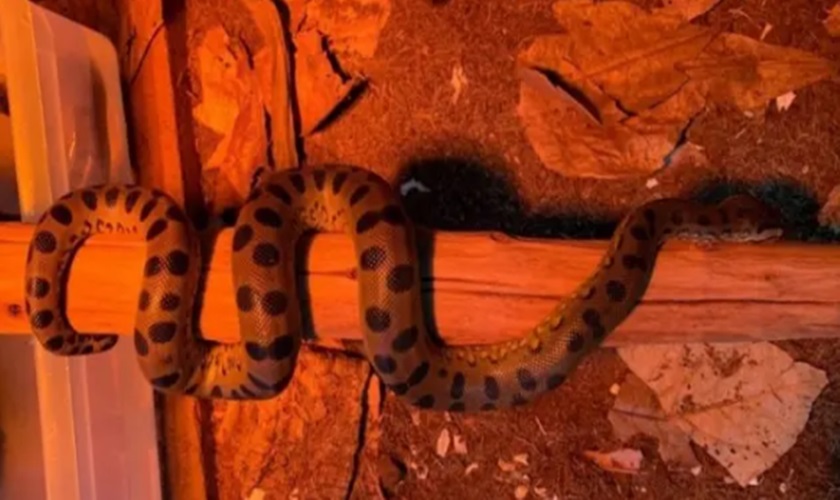 COBRA SUCURI ENGRAVIDA DE SI MESMA E DÁ À LUZ FILHOTES SAUDÁVEIS - News Rondônia