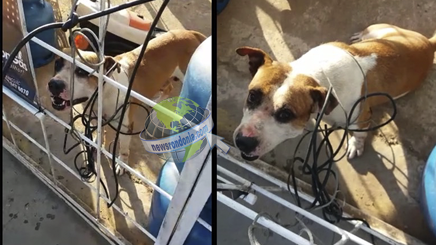 PIT BULL QUE ATACAVA CÃES EM POSTO DE GASOLINA NA AVENIDA IMIGRANTES ESCAPA DE SER SACRIFICADO PELA PM E DONO ACABA PRESO - VÍDEO - News Rondônia