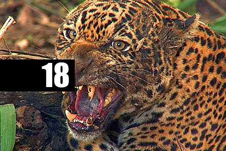 EM MENOS DE UM MÊS DOIS INDÍGENAS SÃO MORTOS DURANTE ATAQUES DE ONÇA NO PARQUE DO XINGU - News Rondônia