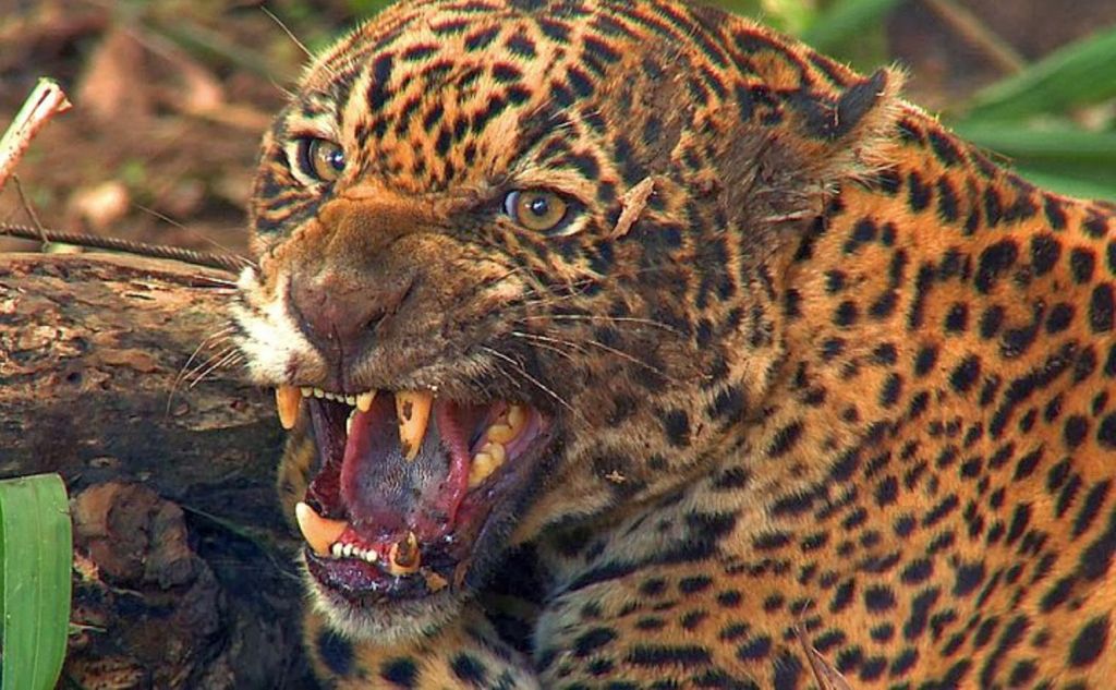 EM MENOS DE UM MÊS DOIS INDÍGENAS SÃO MORTOS DURANTE ATAQUES DE ONÇA NO PARQUE DO XINGU - News Rondônia