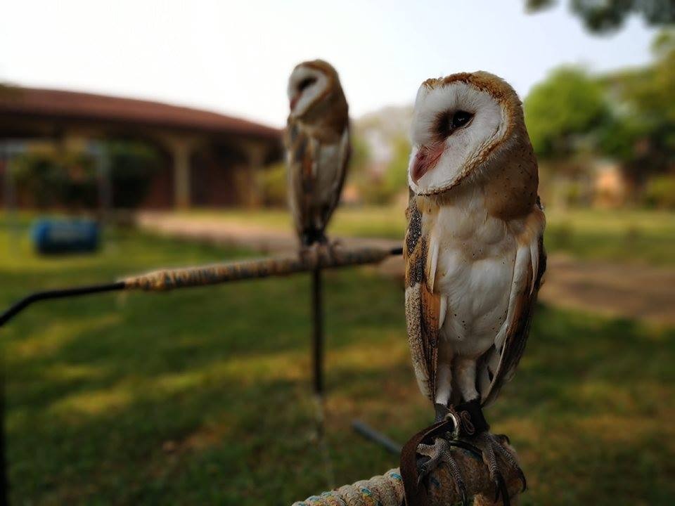 NO DIA DA AMAZÔNIA, SEMMA REVELA SOLTURA DE ANIMAIS SELVAGENS QUE FORAM ACOLHIDOS NA PREFEITURA - News Rondônia