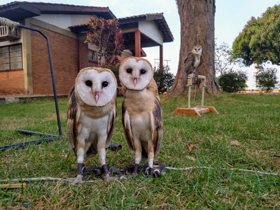 NO DIA DA AMAZÔNIA, SEMMA REVELA SOLTURA DE ANIMAIS SELVAGENS QUE FORAM ACOLHIDOS NA PREFEITURA - News Rondônia