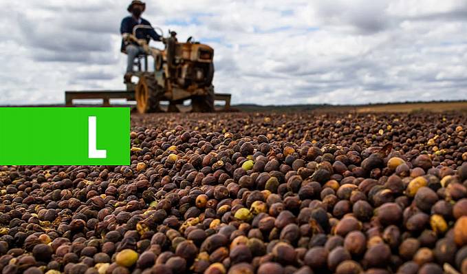 Conab confirma números recordes de produção do café brasileiro - News Rondônia