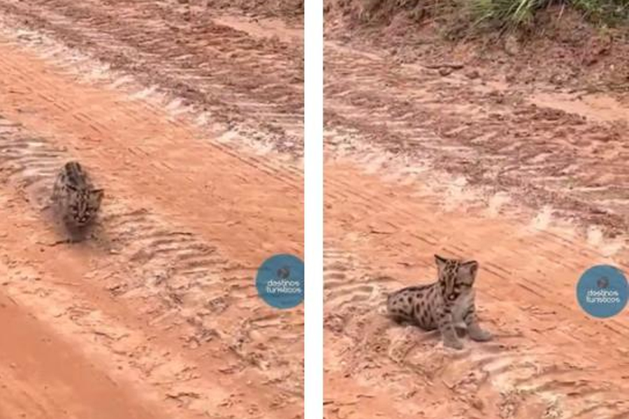 Homem encontra filhotes de onça parda em estrada de MT; veja vídeo - News Rondônia