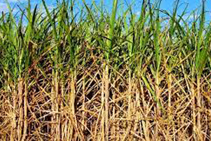 Em ano de poucas chuvas a estiagem preocupa os produtores de cana-de-açúcar - News Rondônia