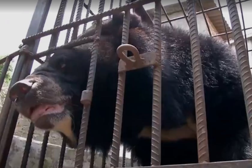 FAMÍLIA CRIA FILHOTE DE URSO ACHANDO QUE ERA UM CACHORRO - News Rondônia