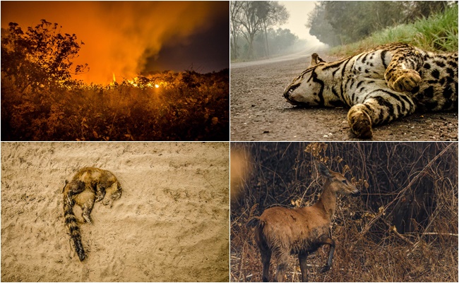 PANTANAL: O relato comovente de um fotógrafo que acompanhou a tragédia no Pantanal - News Rondônia