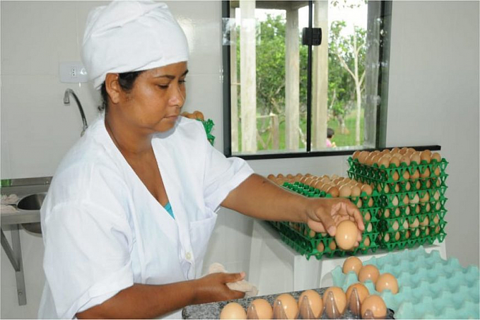 Governo publica decreto que reduz tributos e incentiva a comercialização de ovos produzidos em Rondônia - News Rondônia