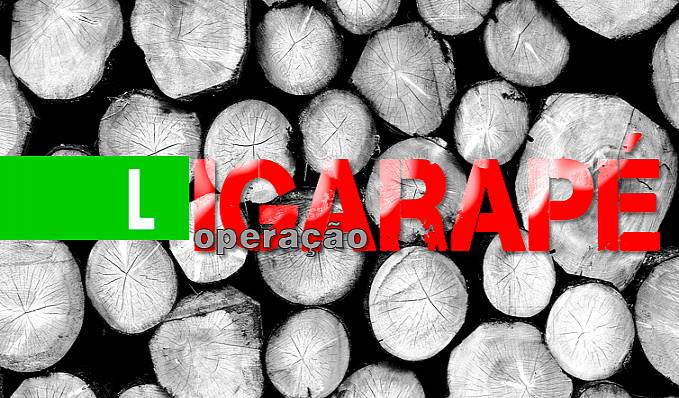 Polícia Federal deflagra Operação Igarapé contra extração ilegal de madeiras nas Terras Indígenas em Rondônia - News Rondônia