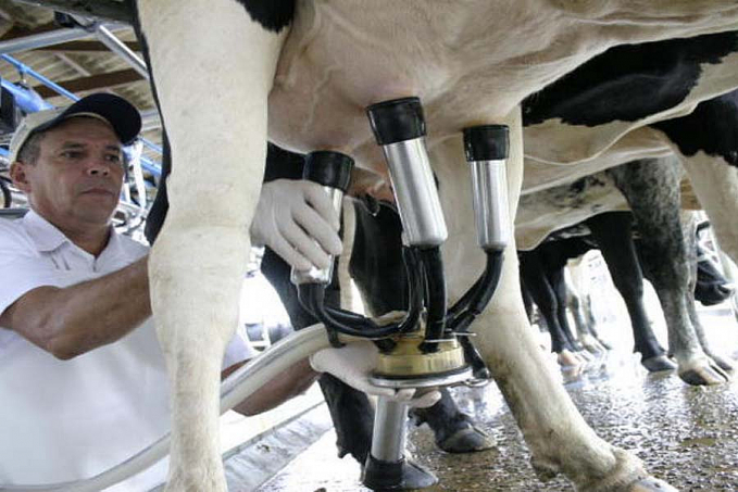 Preço do leite ao produtor sobe, mas custos de produção reduzem margens - News Rondônia