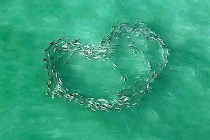 Drone captura imagem incrível de peixes formando coração  Vídeo - News Rondônia