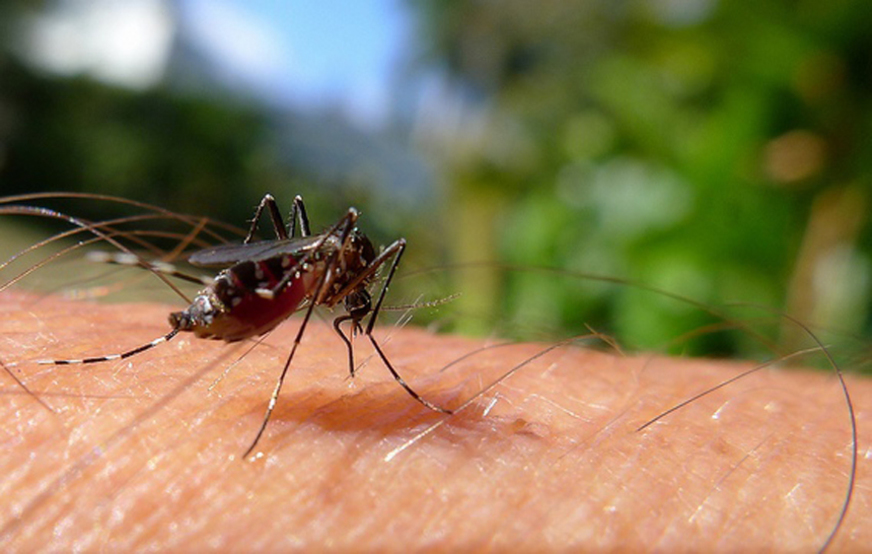 GARIMPO E MADEIRA LIDERAM OCUPAÇÃO ILEGAL DO SUL DO AMAZONAS, MAS ILEGAIS PERDEM PARA MALARIA, DENGUE E CHIKUNGUNYA - News Rondônia