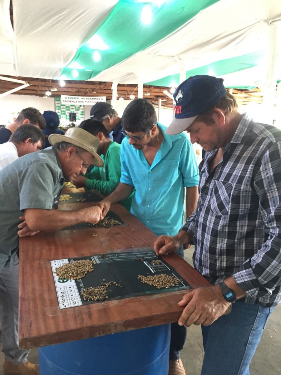 CAFEICULTORES DE RONDÔNIA SÃO CAPACITADOS EM CLASSIFICAÇÃO FÍSICA E ANÁLISE SENSORIAL DO CAFÉ - News Rondônia