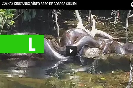 COBRAS SUCURIS SÃO FLAGRADAS CRUZANDO - VEJA VÍDEO - News Rondônia