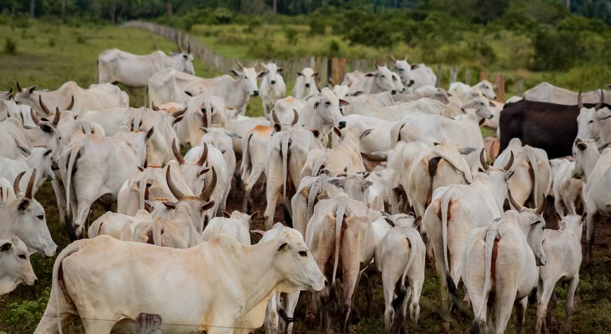 Prazo para declaração de rebanhos de Rondônia a Idaron é prorrogado para 18 de junho - News Rondônia