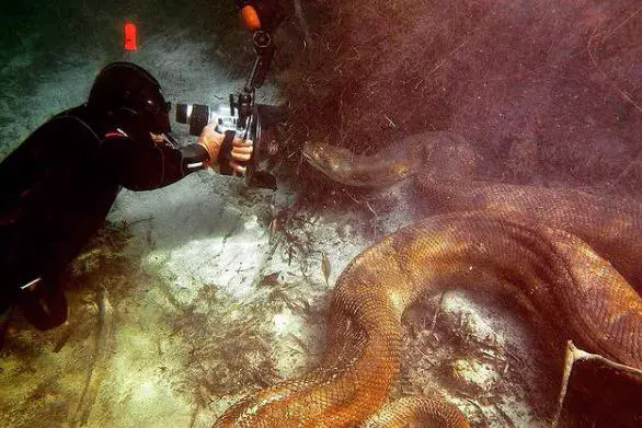 Imagens de sucuris gigantes feitas por fotógrafo no Mato Grosso do Sul viralizam - News Rondônia