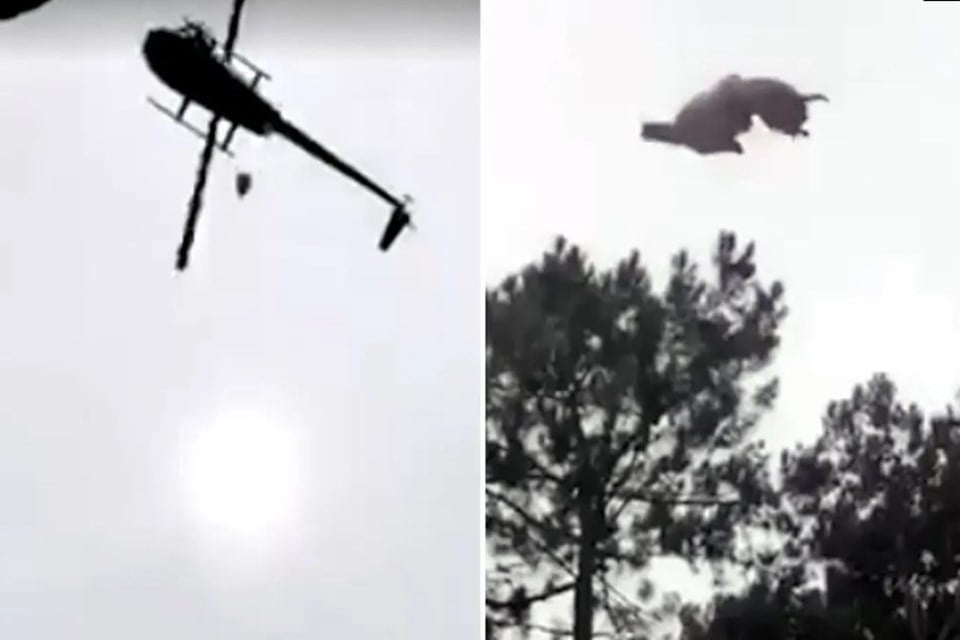 ANIMAL JOGADO DE HELICÓPTERO CAI EM PISCINA DE EMPRESÁRIO (VÍDEO) - News Rondônia