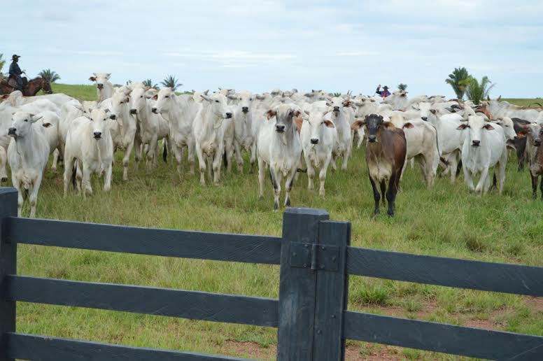 MAIS DE 380 FISCAIS DA IDARON ATUAM NA FISCALIZAÇÃO DA SAÚDE ANIMAL EM RONDÔNIA - News Rondônia