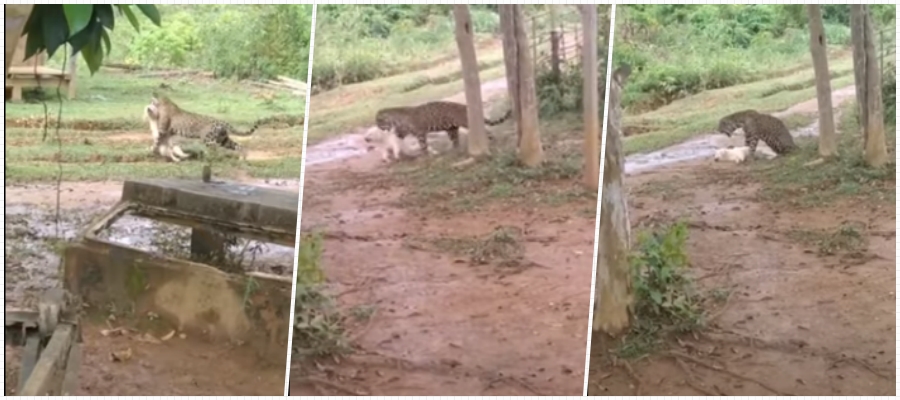 Morador grava onça capturando um cachorro; cena é associada à Gleba Joana DArc em Porto Velho - News Rondônia