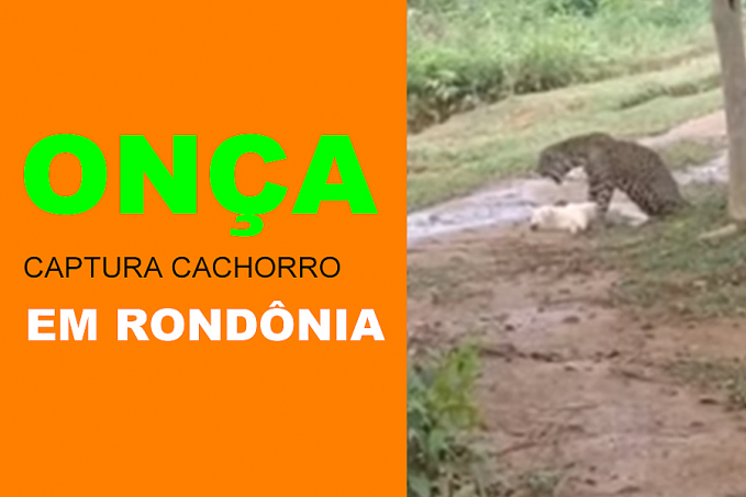 Morador grava onça capturando um cachorro; cena é associada à Gleba Joana DArc em Porto Velho - News Rondônia