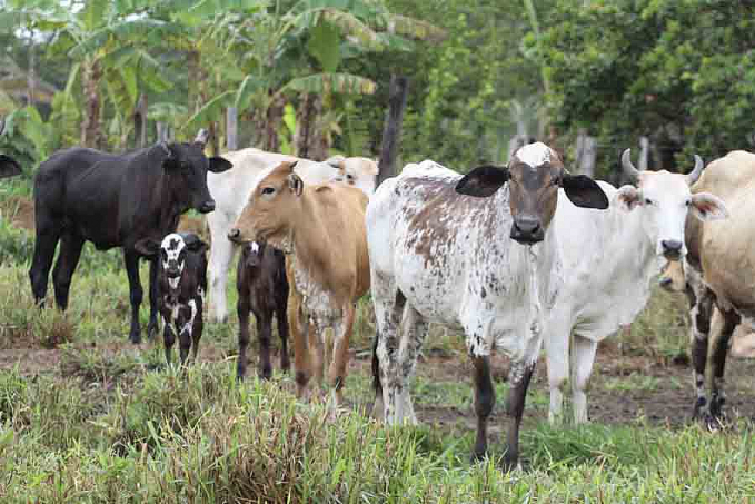 IDARON atende indicação e adia prazo para declaração de rebanho - News Rondônia