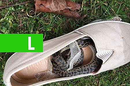 COBRA VIAJA DA AUSTRÁLIA PARA A ESCÓCIA DENTRO DE SAPATO - News Rondônia
