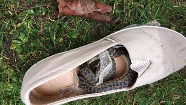 COBRA VIAJA DA AUSTRÁLIA PARA A ESCÓCIA DENTRO DE SAPATO - News Rondônia