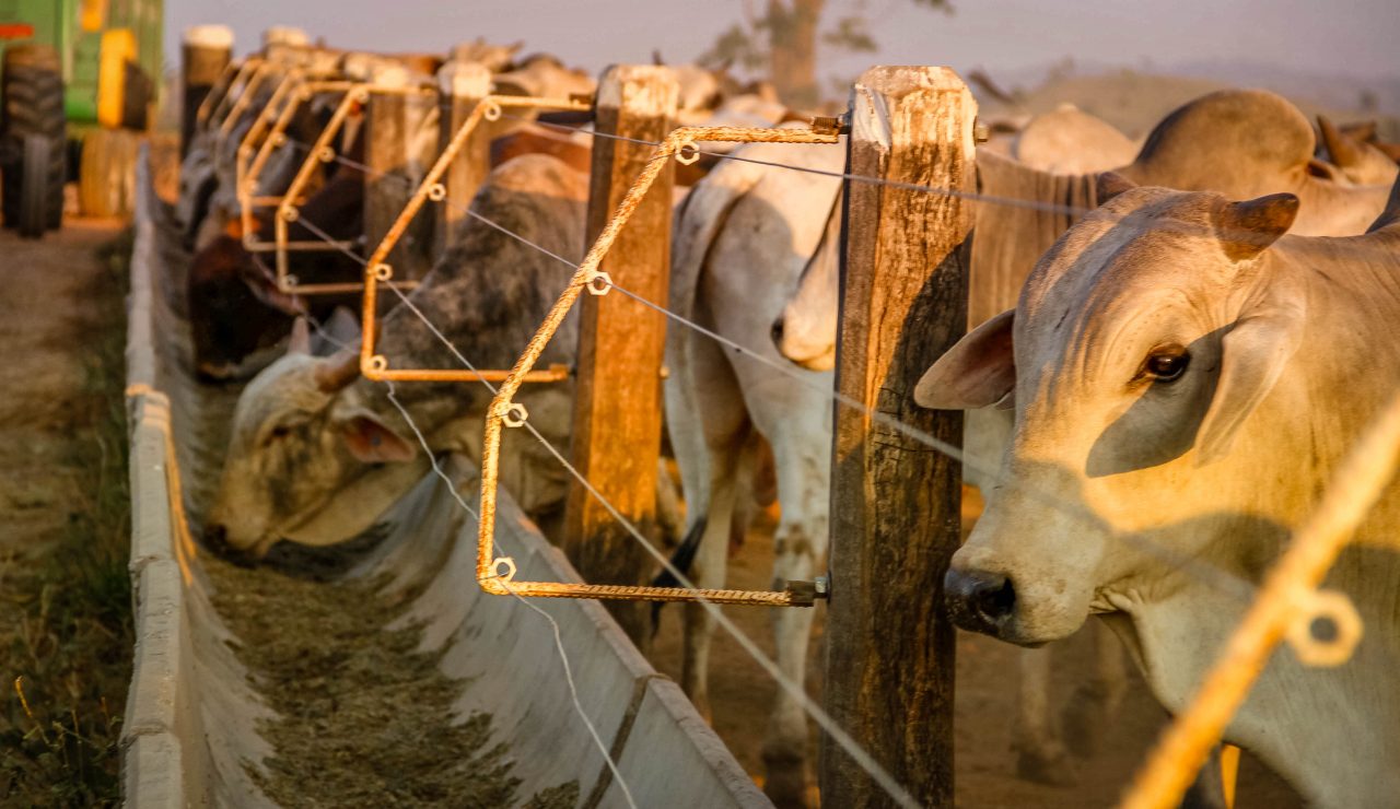INVESTIMENTO EM MÁQUINAS E EQUIPAMENTOS IMPULSIONA O AGRONEGÓCIO EM RONDÔNIA - News Rondônia