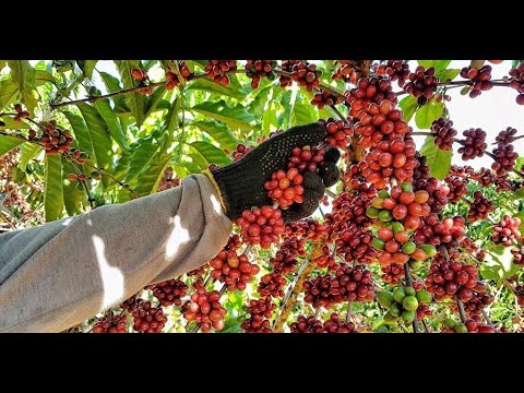 COLHEITA DOS ROBUSTAS AMAZÔNICOS: A MELHOR ESTRATÉGIA PARA SUPERAR OS DESAFIOS É RESPEITAR O CICLO NATURAL - News Rondônia
