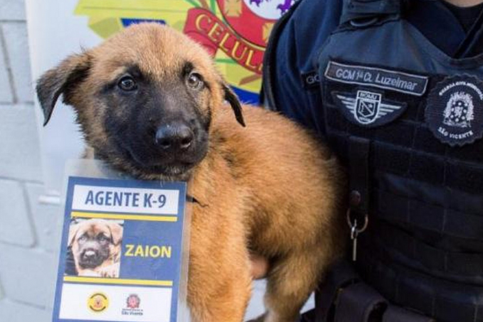 Cães da polícia recebem crachás e fazem sucesso na internet - News Rondônia
